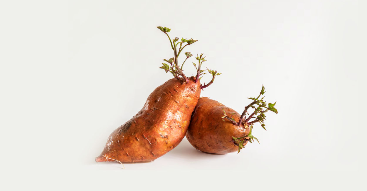 cultivar batata-doce em casa