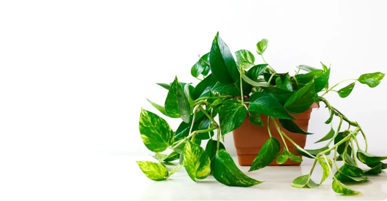 Planta Jiboia