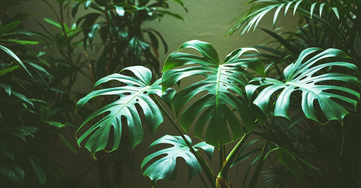ela crescerá exuberante e trará um toque de selva urbana para o seu lar